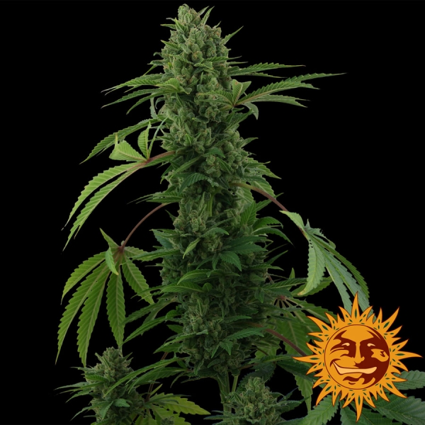 Pineapple Express Auto Feminised Cannabis Seeds | Barney's Farm 