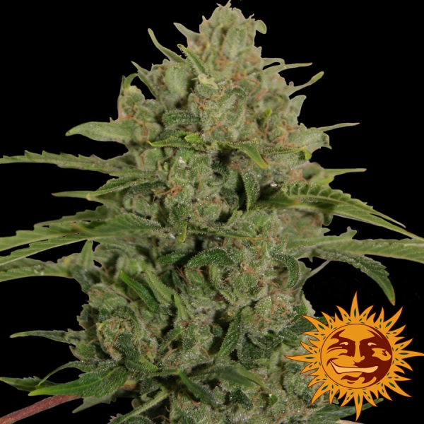 Triple Cheese Feminised Cannabis Seeds | Barney's Farm 