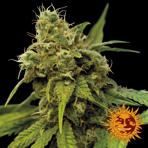 Utopia Haze Feminised Cannabis Seeds | Barney's Farm 