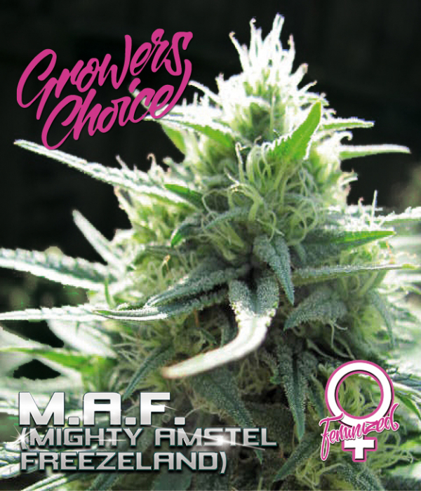 M.A.F. (Mighty Amstel Freezeland) Feminised Cannabis Seeds - Growers Choice