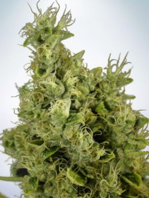 Mandarin Haze Feminised Cannabis Seeds | Ministry of Cannabis