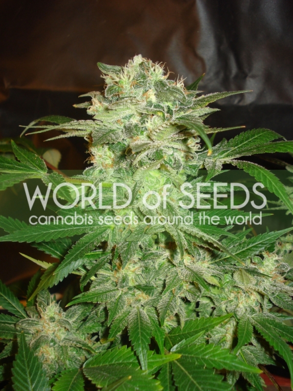 Mazar Kush Feminised Cannabis Seeds | World of Seeds