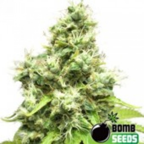 Bomb Seeds Medi Bomb #1 Feminised Cannabis Seeds For Sale