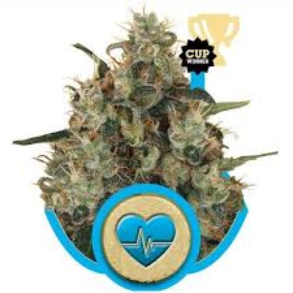 Medical Mass CBD Feminised Cannabis Seeds | Royal Queen Seeds.