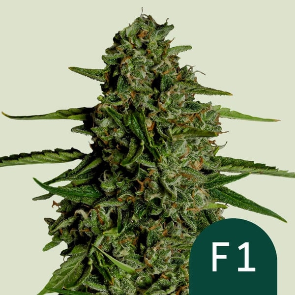 Medusa F1 Auto Feminised Cannabis Seeds | Royal Queen Seeds. Medusa F1 Auto Feminised Cannabis Seeds | Royal Queen Seeds.
