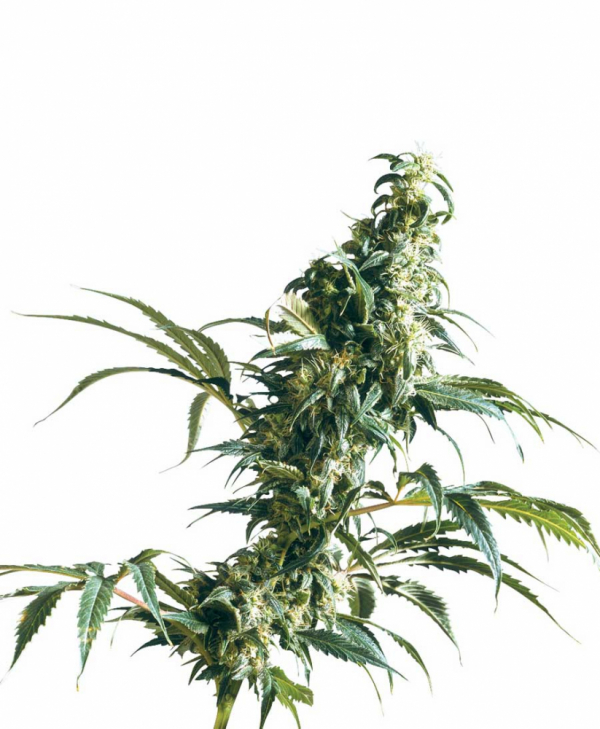 Mexican Sativa Feminised Cannabis Seeds | Sensi Seeds