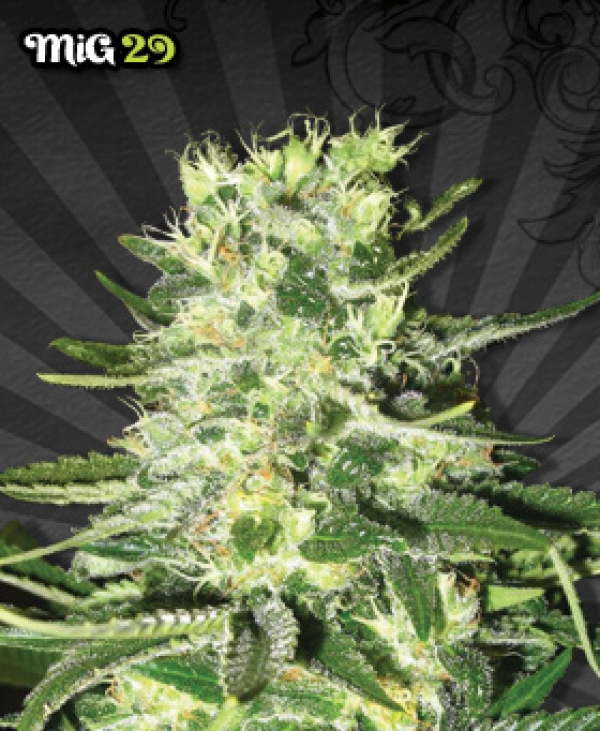 MiG 29 Auto flowering Feminised Cannabis Seeds | Auto Seeds MiG 29 Auto flowering Feminised Cannabis Seeds | Auto Seeds