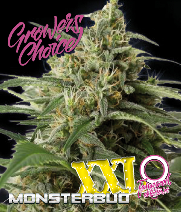 Monsterbud XXL Auto Feminised Cannabis Seeds - Growers Choice