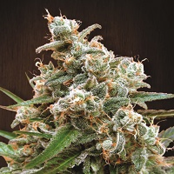 Nepalese Jam Feminised Cannabis Seeds | Ace Seeds