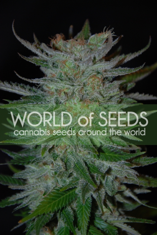 New York 47 Feminised Cannabis Seeds | World of Seeds