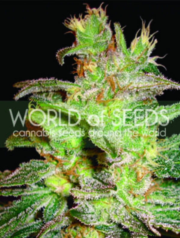 Northern Lights x Big Bud Feminised Cannabis Seeds | World of Seeds
