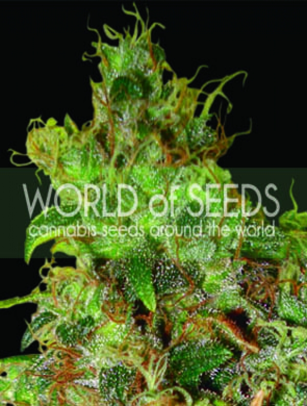 Northern Lights x Skunk Feminised Cannabis Seeds | World of Seeds