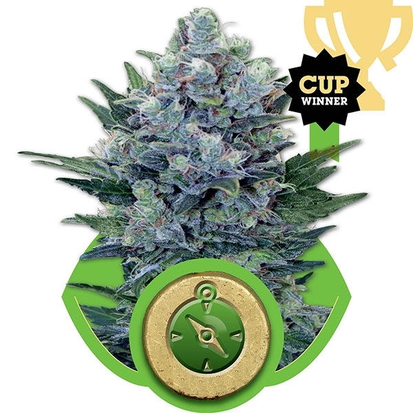 Northern Light Auto Feminised Cannabis Seeds | Royal Queen Seeds Northern Light Auto Feminised Cannabis Seeds | Royal Queen Seeds