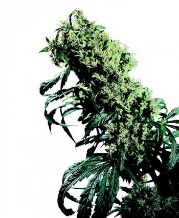 Northern Lights #5 x Haze Regular Cannabis Seeds | Sensi Seeds 
