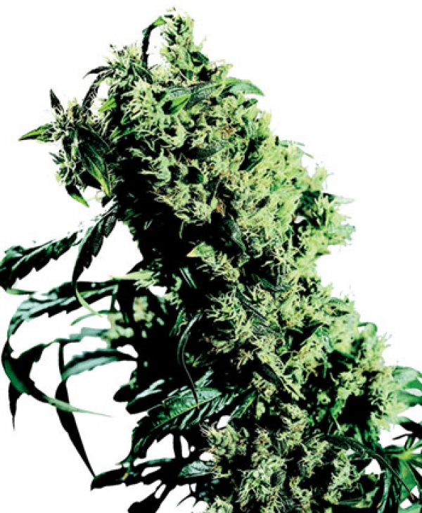 Northern Lights #5 x Haze Feminised Cannabis Seeds | Sensi Seeds 