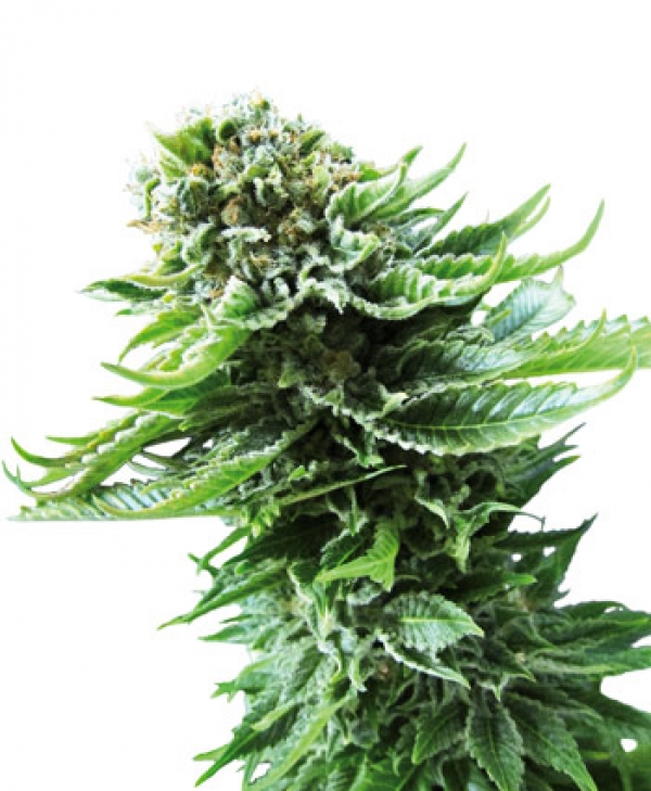 Northern Lights Automatic Feminised Cannabis Seeds | Sensi Seeds Northern Lights Automatic Feminised Cannabis Seeds | Sensi Seeds