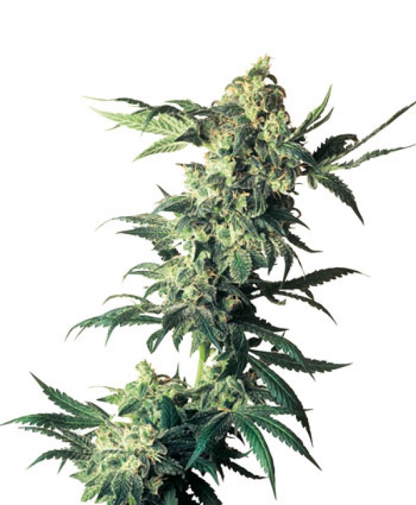 Northern Lights Feminised Cannabis Seeds | Sensi Seeds 