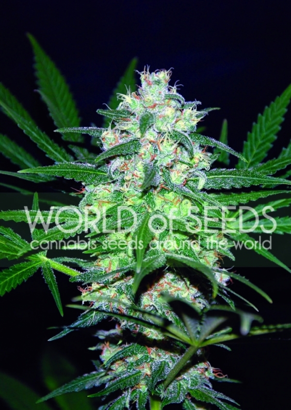 Pakistan Valley Feminised Cannabis Seeds | World of Seeds