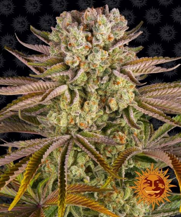 Pineapple Express Feminised Cannabis Seeds | Barney's Farm Pineapple Express Feminised Cannabis Seeds | Barney's Farm