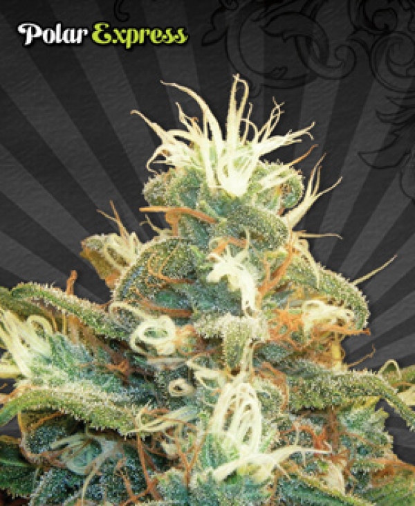 Polar Express Auto flowering Feminised Cannabis Seeds | Auto Seeds