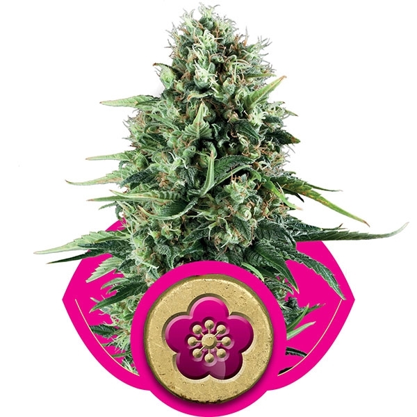 Power Flower Feminised Cannabis Seeds | Royal Queen Seeds