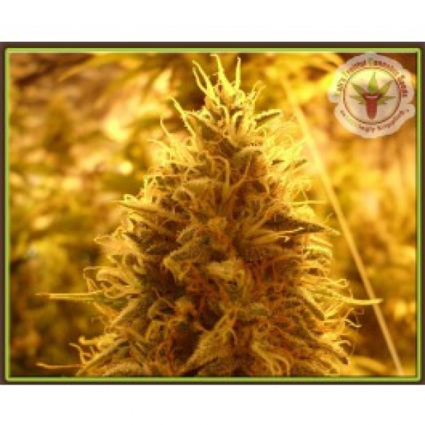 Puff Puff Pass Out Feminised Cannabis Seeds| Dr Krippling.