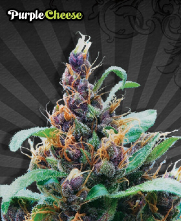 Purple Cheese Auto flowering Feminised Cannabis Seeds For Sale (Known as Purple Stilton) | Auto Seeds
