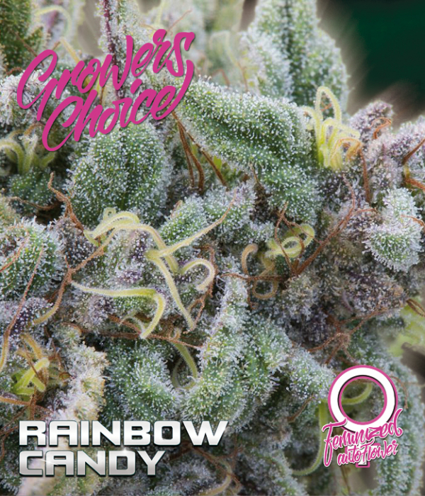 Rainbow Candy Auto Feminised Cannabis Seeds - Growers Choice