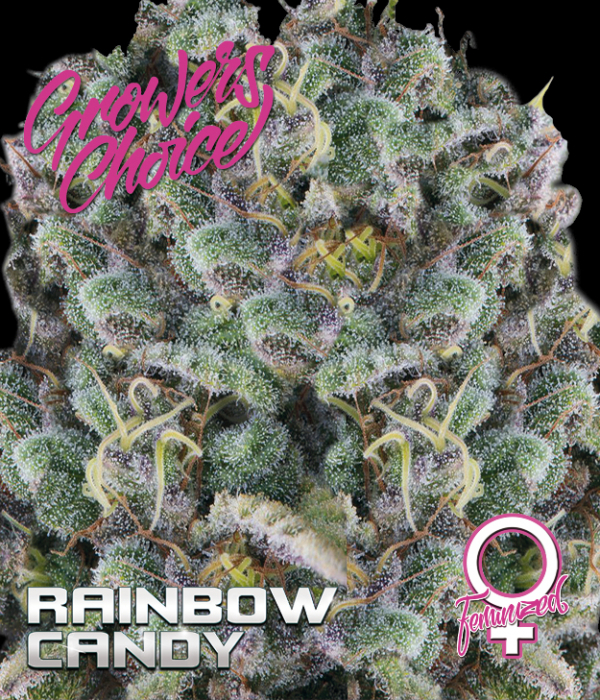 Rainbow Candy Feminised Cannabis Seeds - Growers Choice