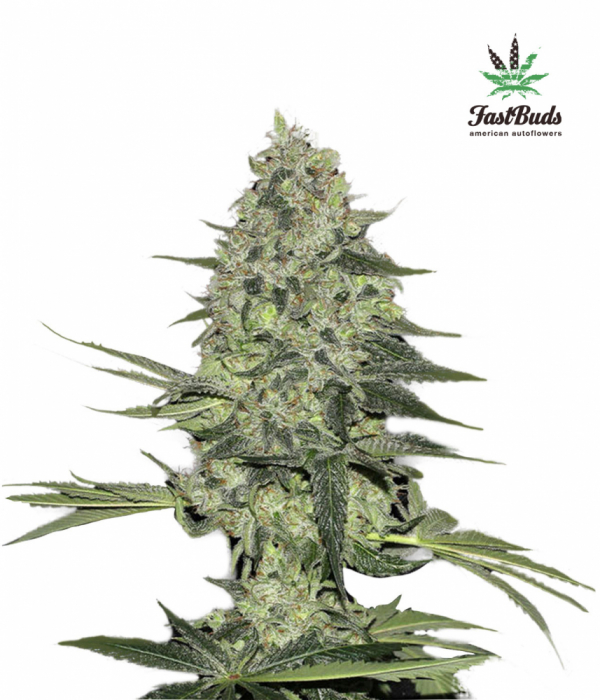 Rhino Ryder Auto Feminised Cannabis Seeds | Fast Buds Rhino Ryder Auto Feminised Cannabis Seeds | Fast Buds