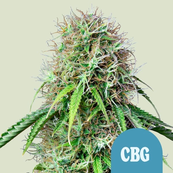 Royal CBDG Auto Feminised Cannabis Seeds | Royal Queen Seeds Royal CBDG Auto Feminised Cannabis Seeds | Royal Queen Seeds