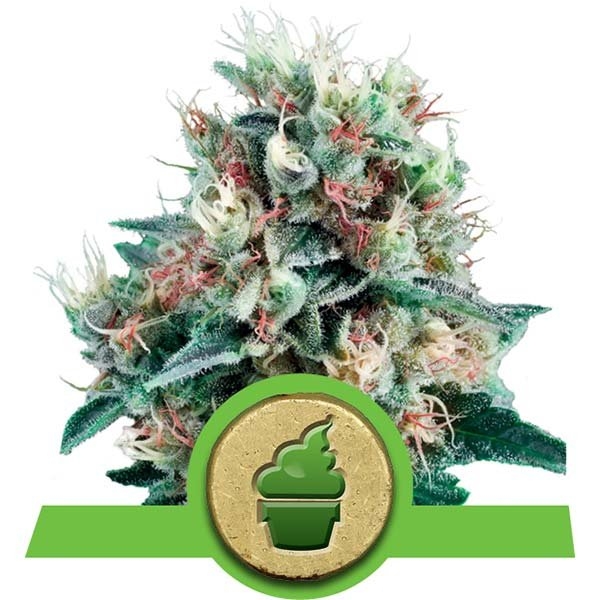 Royal Creamatic Auto Feminised Cannabis Seeds | Royal Queen Seeds Royal Creamatic Auto Feminised Cannabis Seeds | Royal Queen Seeds