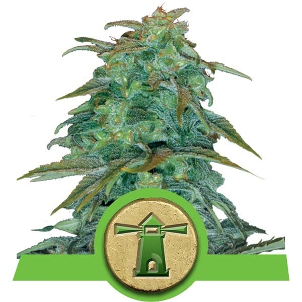 Royal Haze Auto Feminised Cannabis Seeds | Royal Queen Seeds Royal Haze Auto Feminised Cannabis Seeds | Royal Queen Seeds