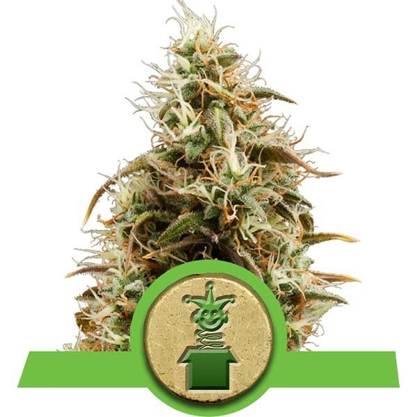 Royal Jack Auto Feminised Cannabis Seeds | Royal Queen Seeds Royal Jack Auto Feminised Cannabis Seeds | Royal Queen Seeds