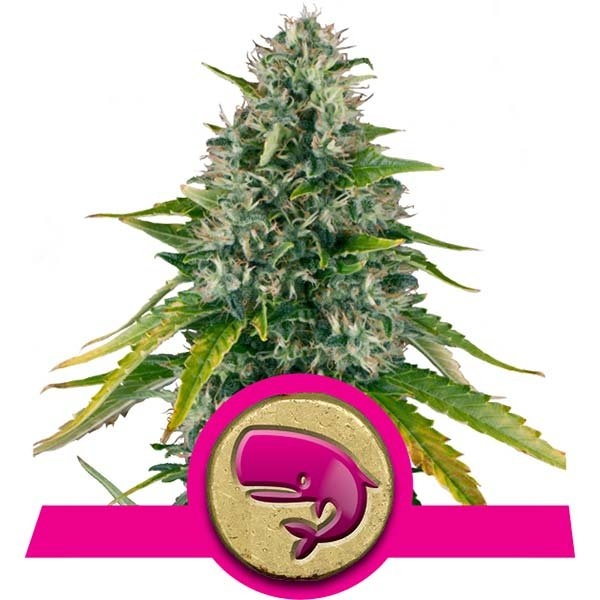 Royal Moby Feminised Cannabis Seeds | Royal Queen Seeds