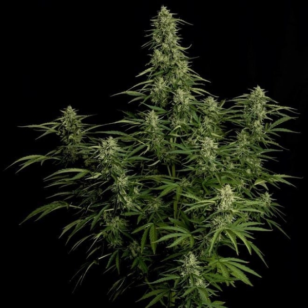 Milky Way F1 Auto 