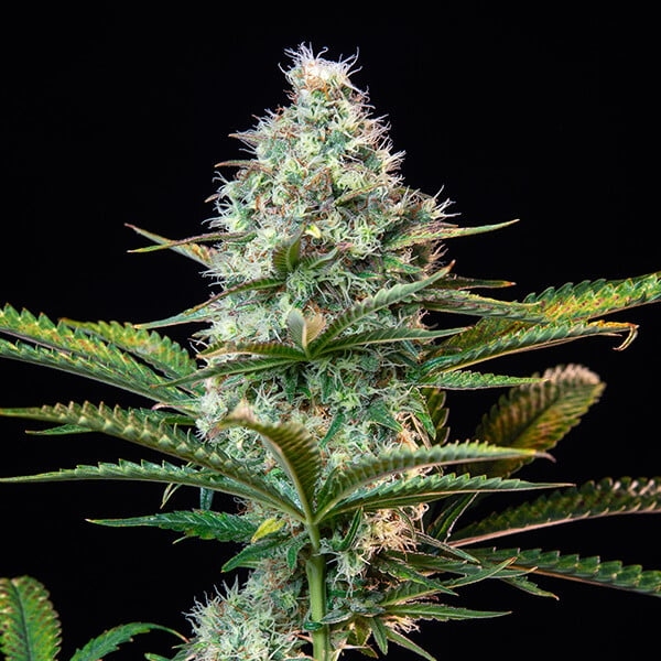 Royal Runtz Auto Feminised Cannabis Seeds | Royal Queen Seeds.