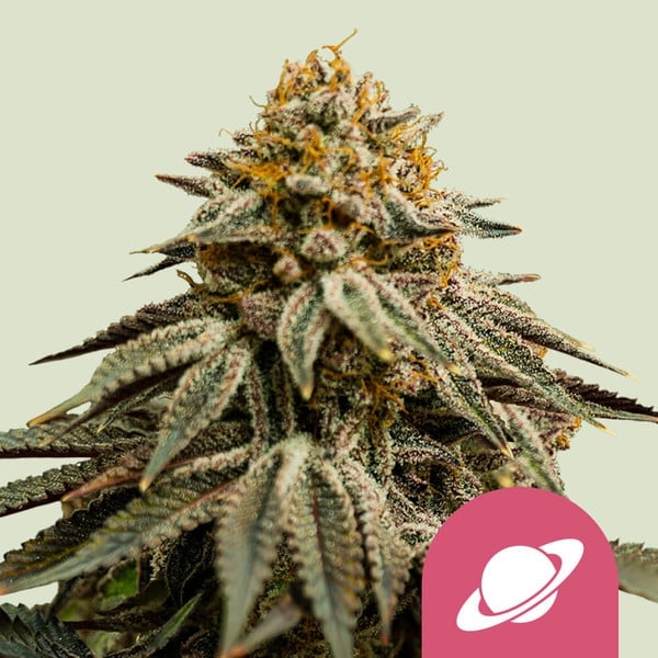 Royal Skywalker Feminised Cannabis Seeds | Royal Queen Seeds. Royal Skywalker Feminised Cannabis Seeds | Royal Queen Seeds.