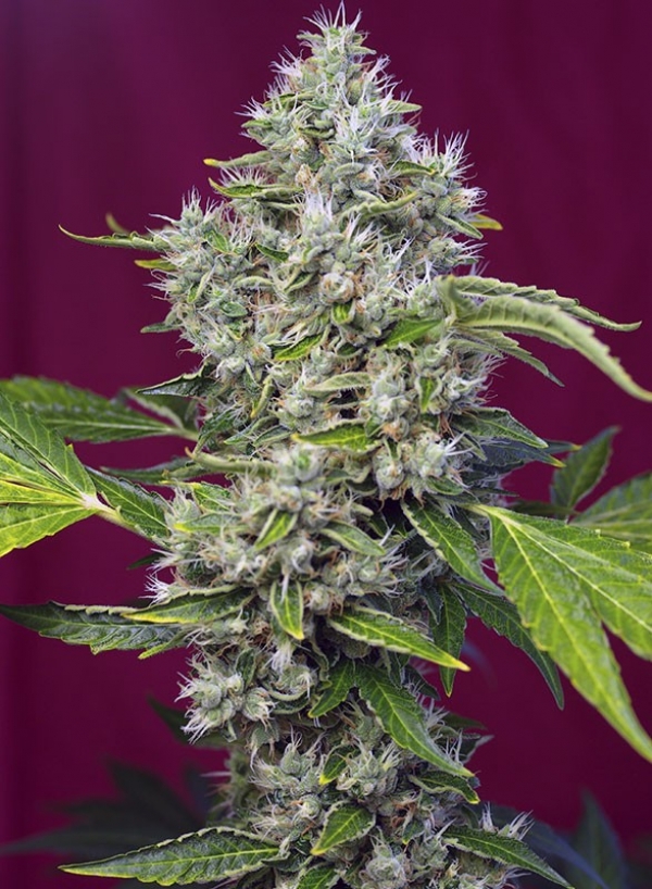 San Fernando Lemon Kush Feminised Cannabis Seeds | Sweet Seeds