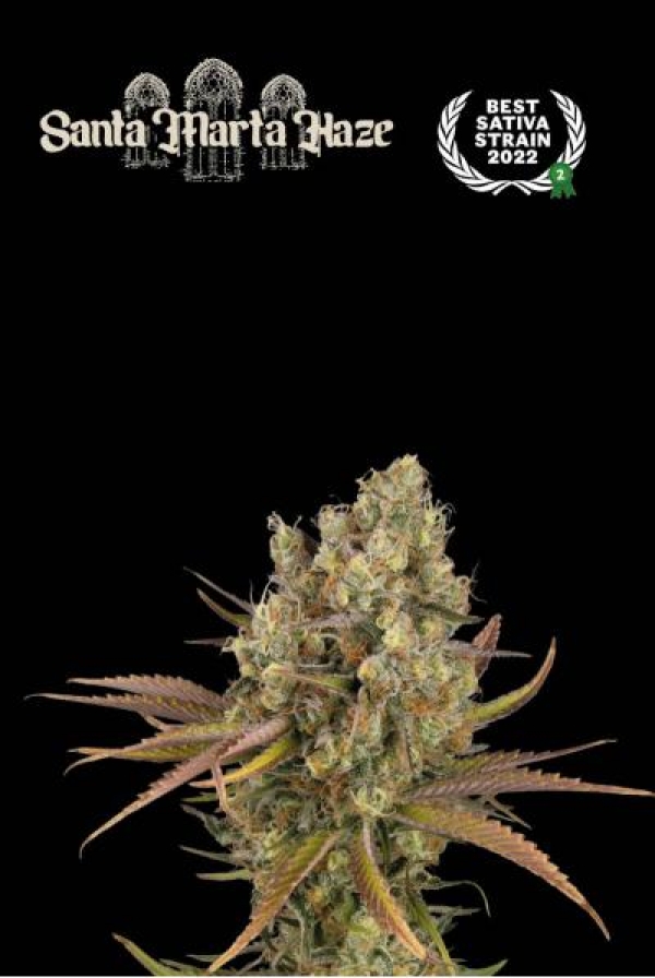 Superior Santa Marta Haze Feminised Cannabis Seeds | Seed Stockers