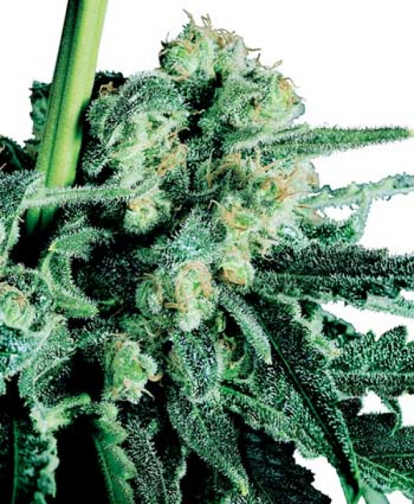Sensi Skunk Regular Cannabis Seeds | Sensi Seeds 
