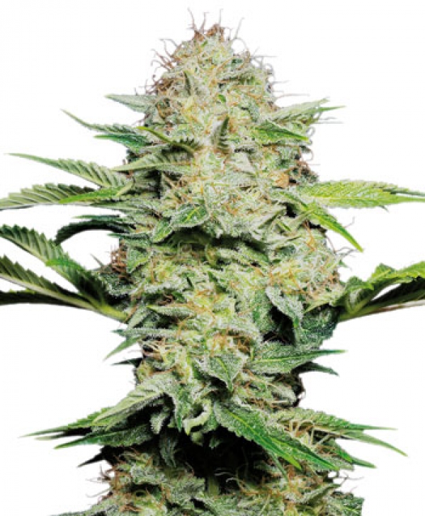 Sensi Skunk Auto-Flowering Feminised Cannabis Seeds | Sensi Seeds 