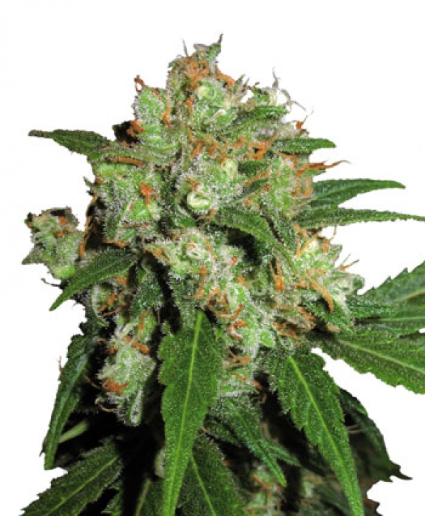 Sensi Skunk Feminised Cannabis Seeds | Sensi Seeds 