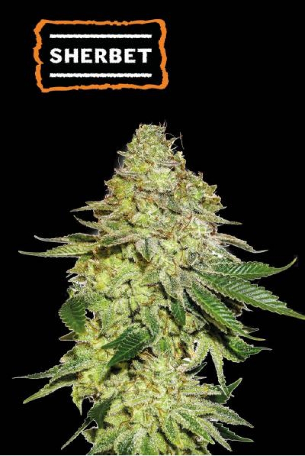 Sherbet Feminised Cannabis Seeds | Seed Stockers.