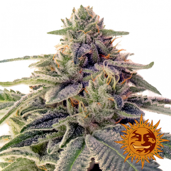 Shiskaberry Feminised Cannabis Seeds | Barney's Farm 