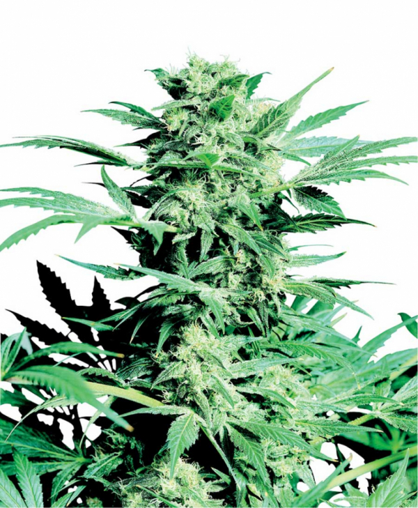 Shiva Skunk Auto Feminised Cannabis Seeds | Sensi Seeds