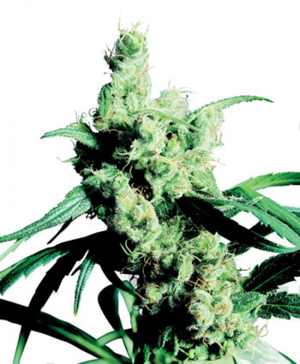 Silver Haze Feminised Cannabis Seeds | Sensi Seeds