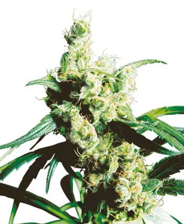 Silver Haze Regular Cannabis Seeds | Sensi Seeds