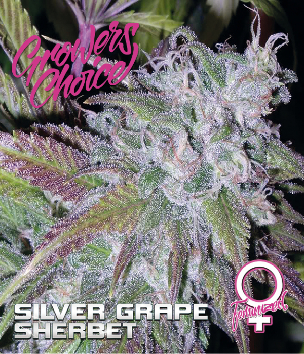 Silver Grape Sherbet Feminised Cannabis Seeds - Growers Choice