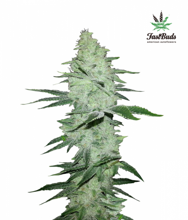 Six Shooter Auto Feminised Cannabis Seeds | Fast Buds